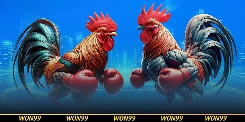 Bí quyết cược kèo gà cựa sắt bất bại